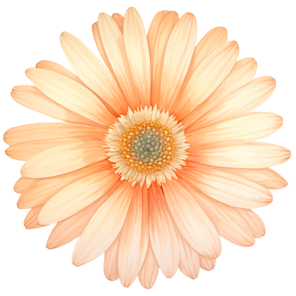 Dear Daisy Co. 
